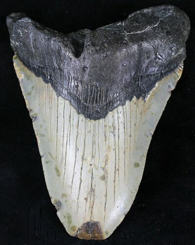 Bargain Megalodon Tooth - North Carolina #21676